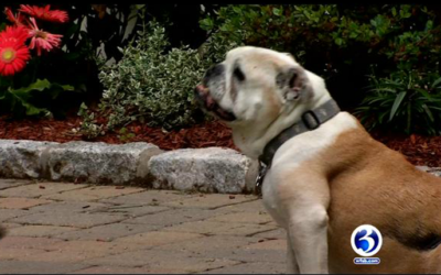 Organization helps senior dogs find homes